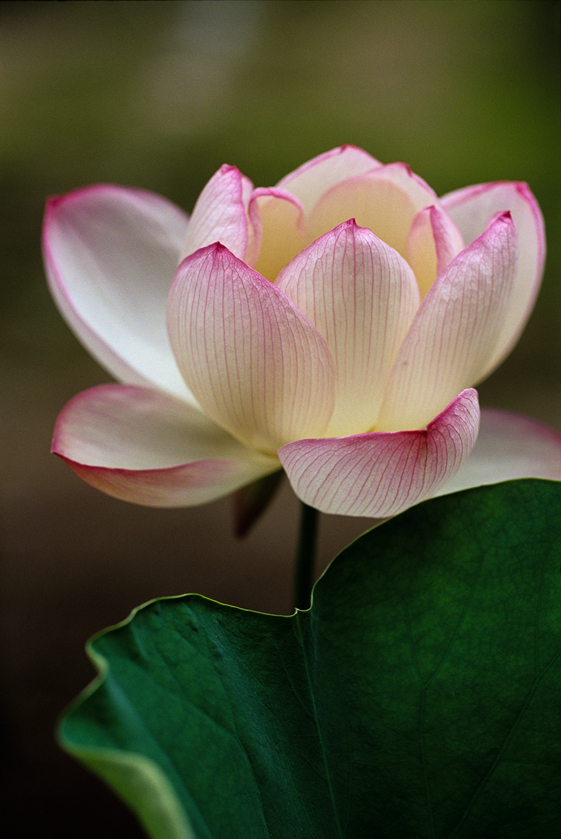 lotus_36.jpg