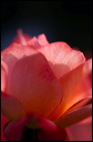 rose_5