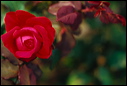 rose_7